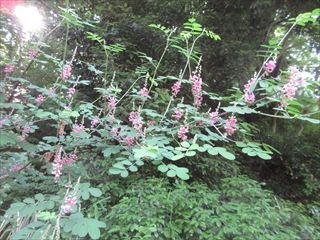 トウコマツナキ